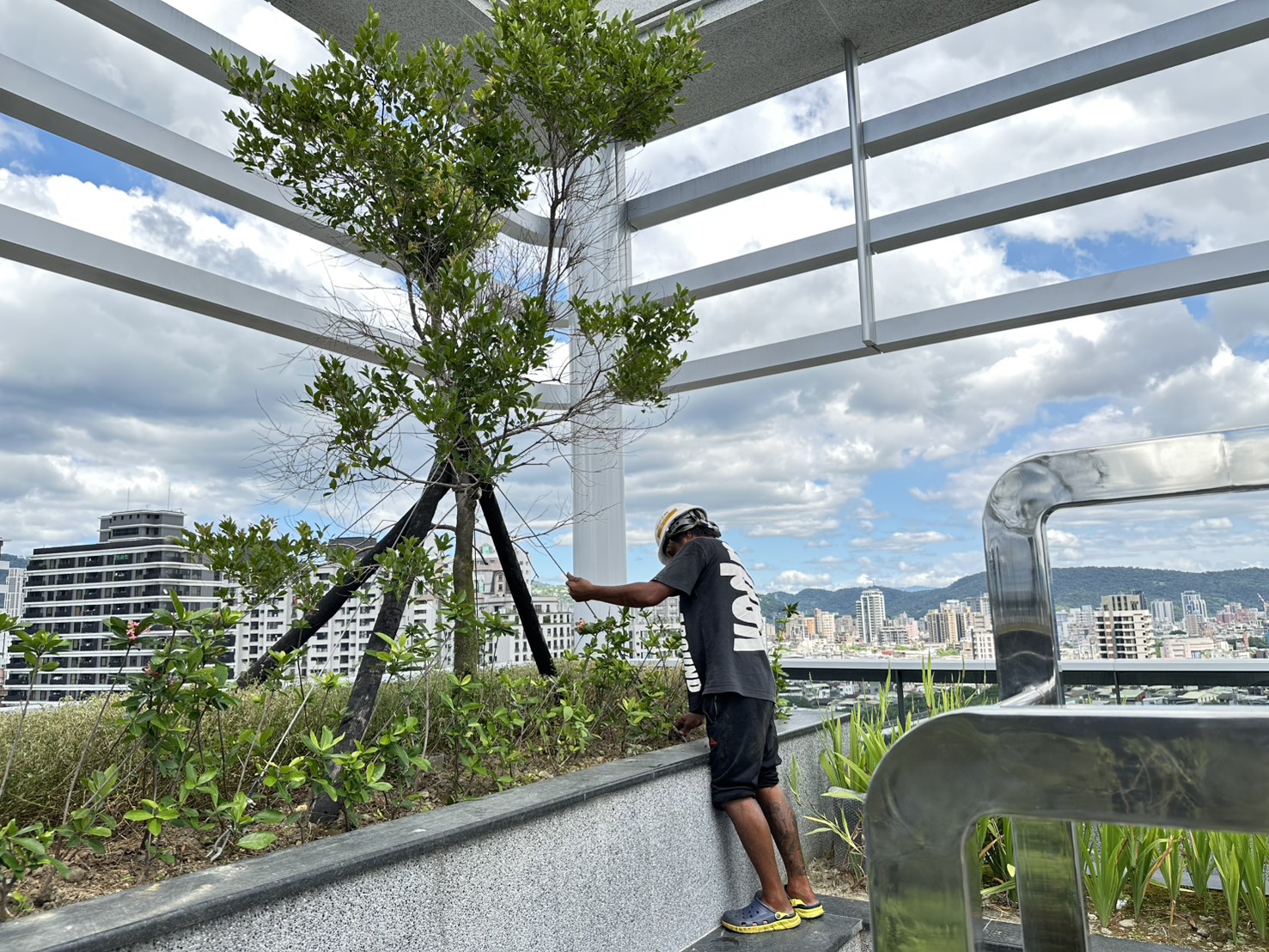 6.20250706--RF景觀喬木防颱加強鋼索固定施工